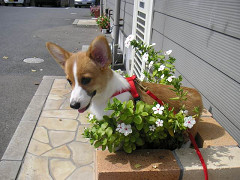 Resize of PICT0805_thumb.jpg